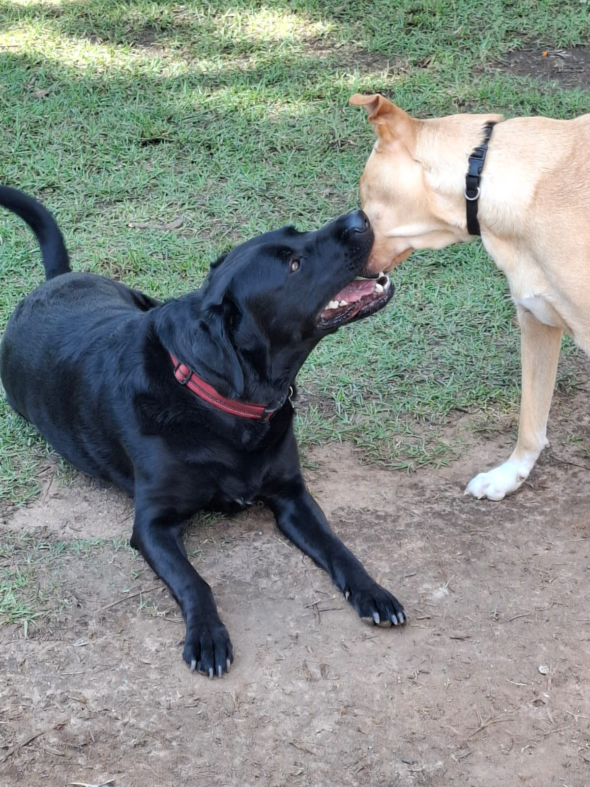 Pawsome Pups in action